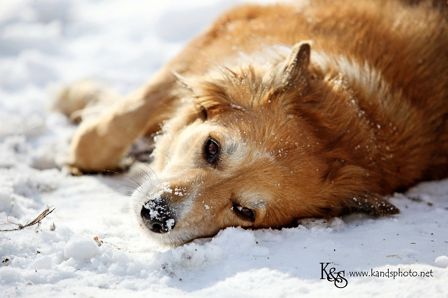 dallas-christmas-2012-snow011 dallas-christmas-2012-snow011